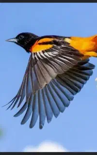 پرنده پیدا شده