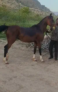 ماده یان