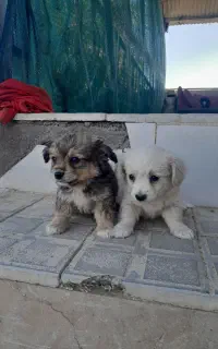 کوچسگ پاکوتاه