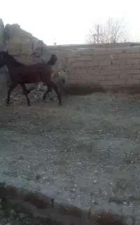 فروش اسب کرد