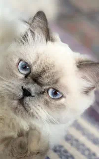 پرشین هیمالیا