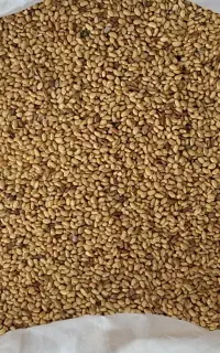 بذر یونجه تناژ بالا