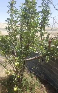 استخدام نگهبان یا سرایدار