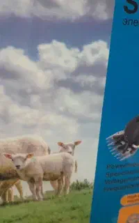 پشمچینی گوسفند با دستگاه برقی