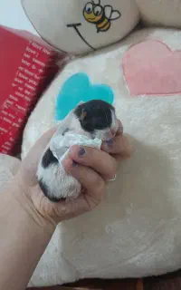 گربه