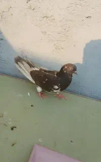 کبوتر گره کوک درجایی