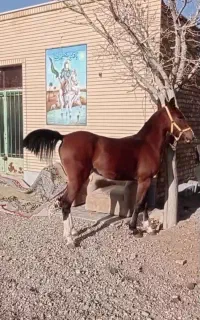 اسب