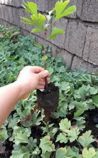 ژینگو جینکو