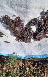کشمش بیدانه درجه ۱