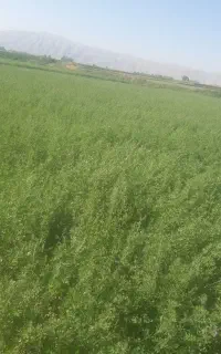 یونجه خشک ومرغوب