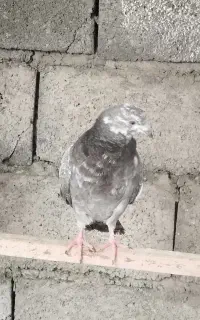 5عددکبوتر یکجا.فروشی