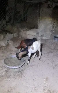 کهره نری و گیسه جفت