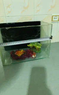 شیشه آکواریوم