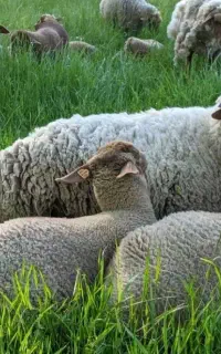 گوسفند خونی