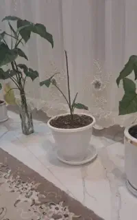 هر گلدان با گل