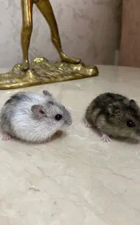 همسترروبوفکسی