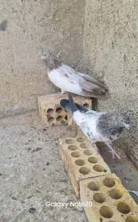 کله سرور کله زرد درشت نسل ۴۰سانتی