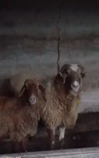 نر تخمی خوش خوش هیکل