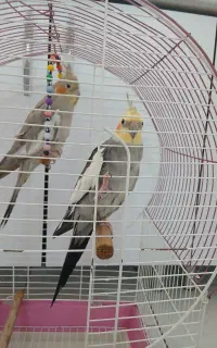 دو عدد عروس هلندی نر ماده