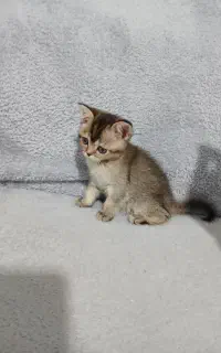 گربه بریتیش بلک گلد ماده