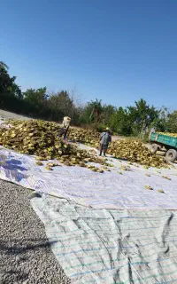 پوکه آفتابگردان