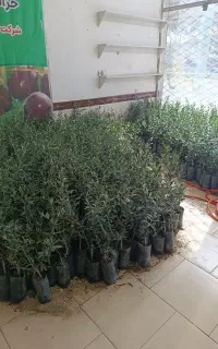 زیتون زرد