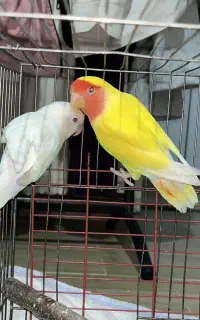 جفت طوطی برزیلی زعفرانی سفید(خاص)