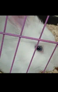 تعدادی بچه خرگوش نرو ماده