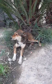 سگ نگهبان
