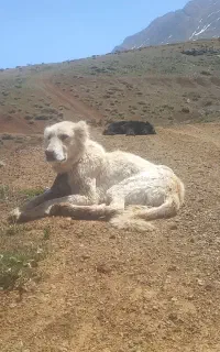 سگ لاس فروشی