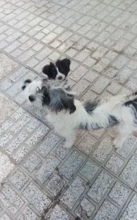 سگ ماده
