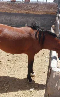 اسب مادیان آرام و سرحال