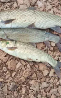 ماهی زرده