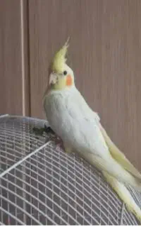 عروس هلندی گمشده