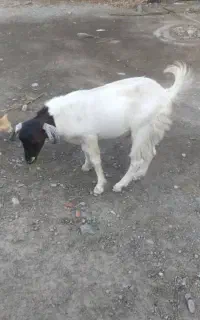 نان خشک