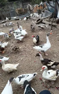 غاز محلی و اردک محلی
