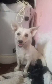 سگ پاکوتاه پامر دورگه سیاه