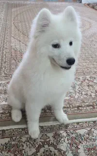 توله سامویید ماده