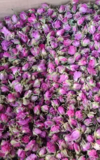 غنچه گل محمدی  دارابی و لاله زار صادراتی