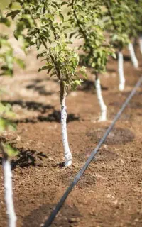 آبیاری قطره ای