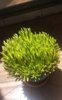 گل نازگل
