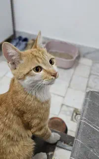 گربه مهربون