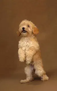 پودل نر و ماده رنگ رد و اپرکات