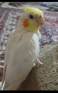 پرنده ای گم شده