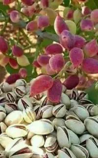 ارائه نهال پسته ممتاز مناسب مناطق کوهستانی