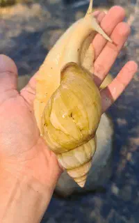 حلزون خانگی