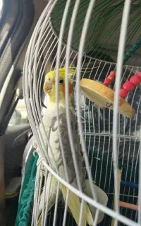 عروس هلندی نر و سخنگو بسیار باهوش