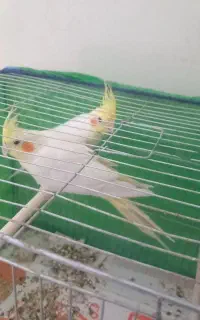 عروس هلندی لوتینو نروماده تخم جوجه ای