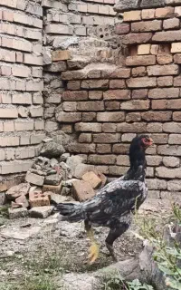 مرغ لاری