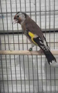سهره ماده متولد قفس